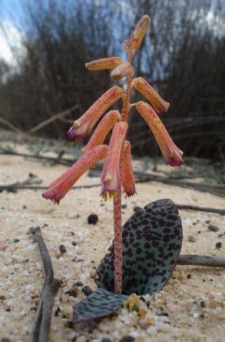 Lachenalia punctata spotted flowers